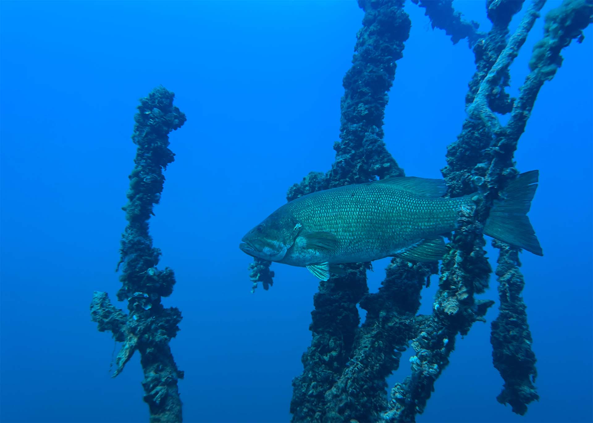 "Underwater wildlife viewing at Gilboa Quarry campground with crystal-clear quarry waters"