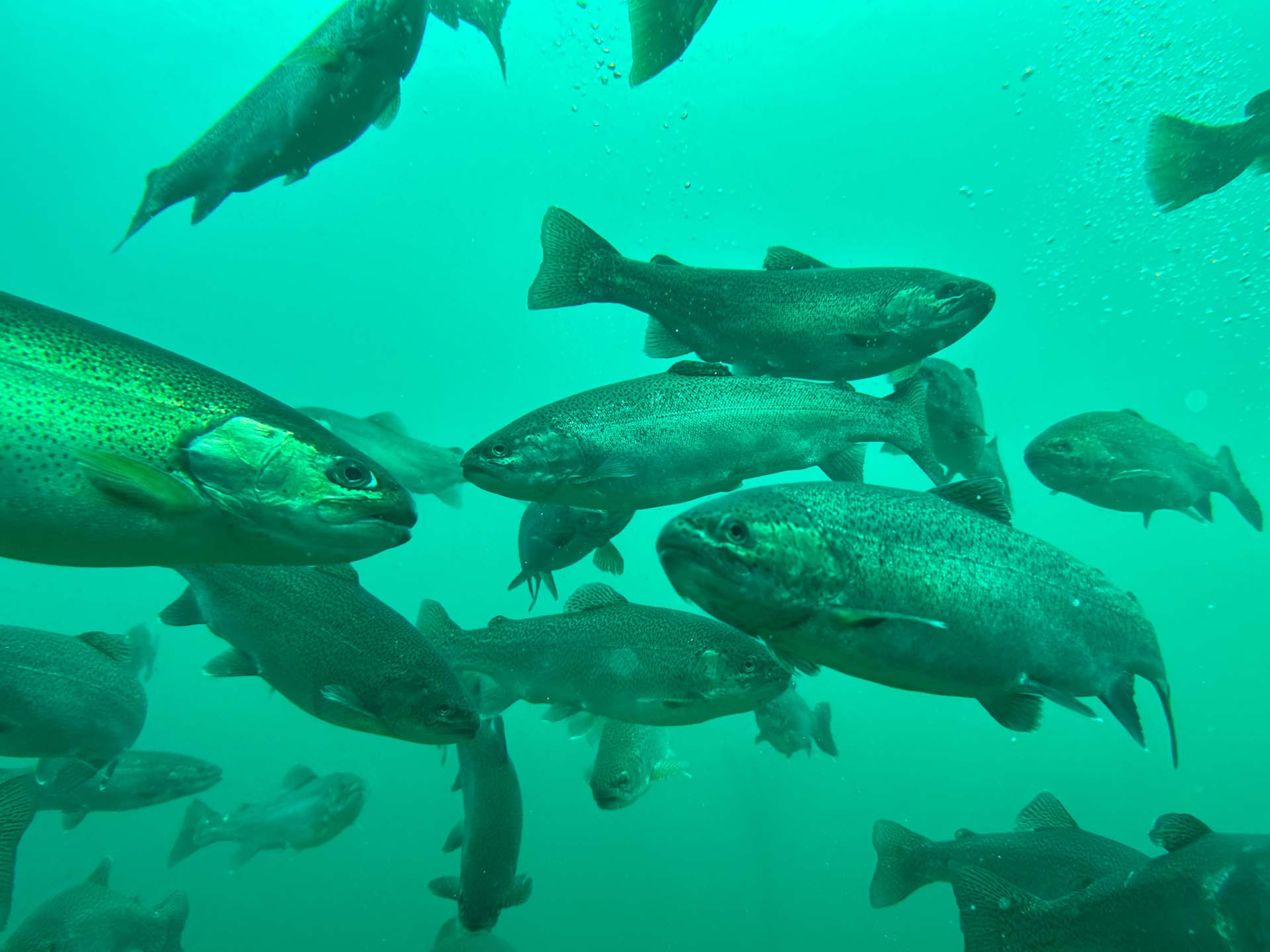 Clear quarry waters at Gilboa Quarry tent camping site in northwest Ohio