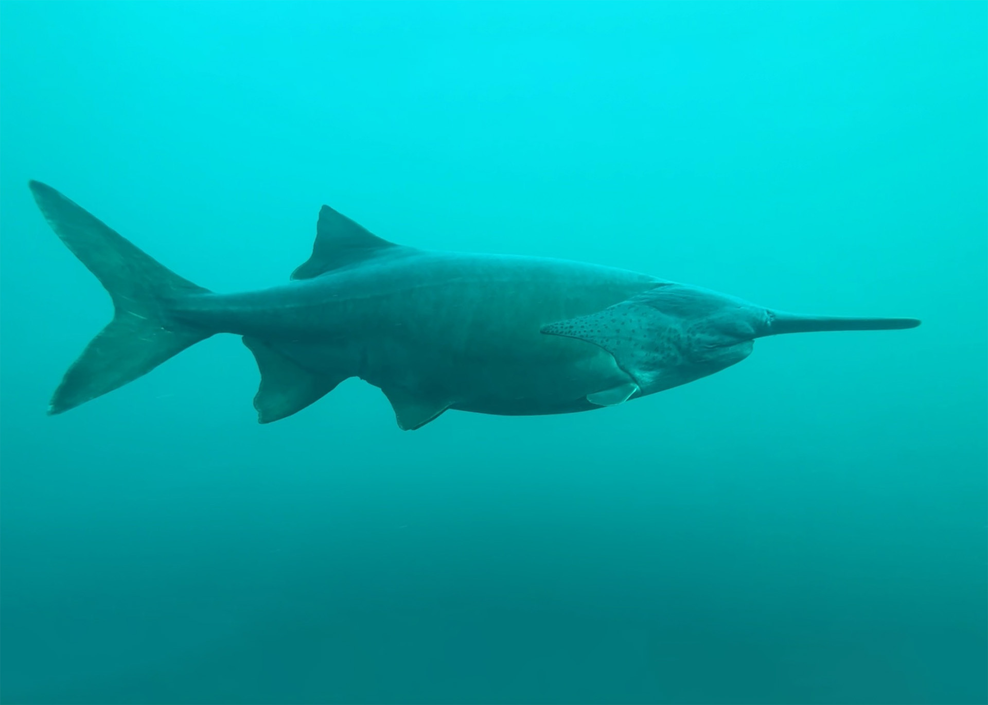 Scuba diver using an Avelo System exploring a submerged airplane in the clear quarry water at Gilboa Quarry.